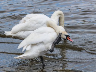 Prague, Çek Cumhuriyeti için Vltava kıyısında Beyaz Kuğu