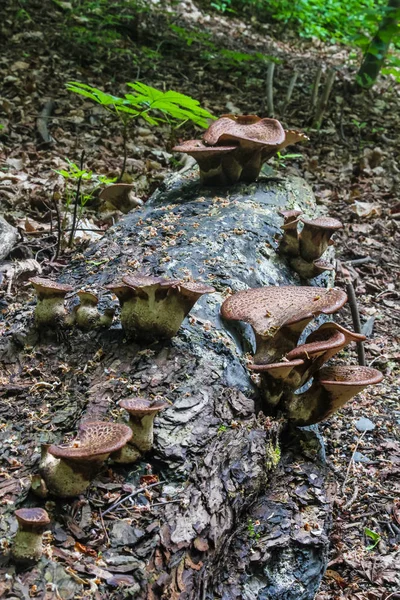 Cogumelos Parasitas Tronco Árvore Parque Praga República Checa — Fotografia de Stock