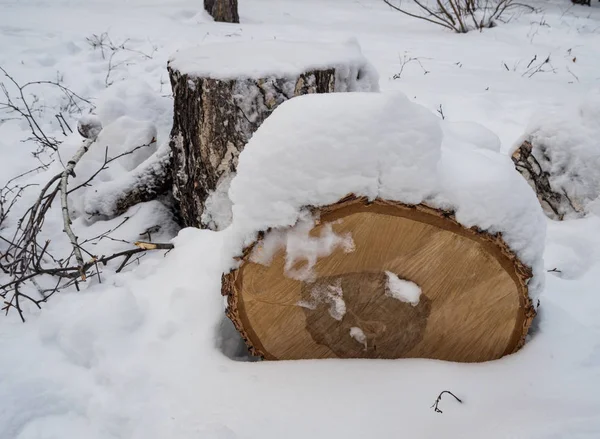 Birch Firewood Recently Fallen Snow Novosibirsk Russia — Stock Photo, Image