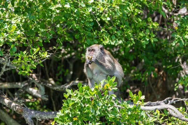 Macaco Senta Uma Árvore Come Frutas Phuket Tailândia — Fotografia de Stock