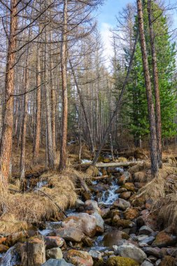 Yatak bir dağ dere ve kayalık yamaçta, altay, Rusya ormandaki ağaçlar