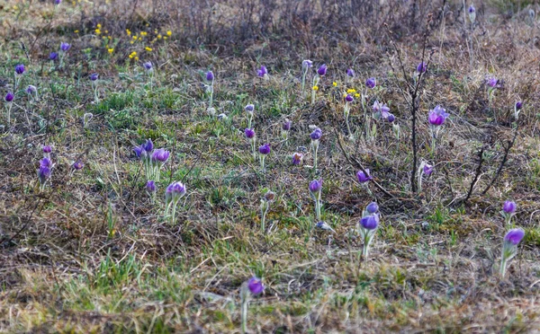 スノー ドロップの花と母と牧草地 アルタイ ロシアの Stepmothers — ストック写真