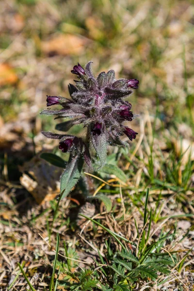 Dissolving burgundy flower in the meadow, Altai, Russia