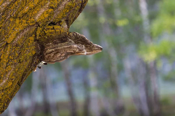 Parásito Fúngico Musgo Tronco Del Árbol Altai Rusia — Foto de Stock