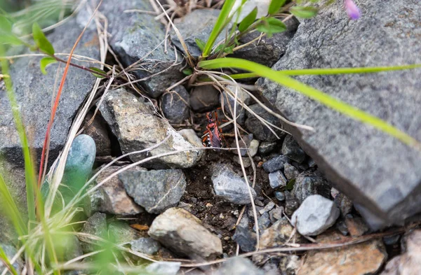 Escarabajo Negro Rojo Entre Piedras Hierba Altai Rusia — Foto de Stock