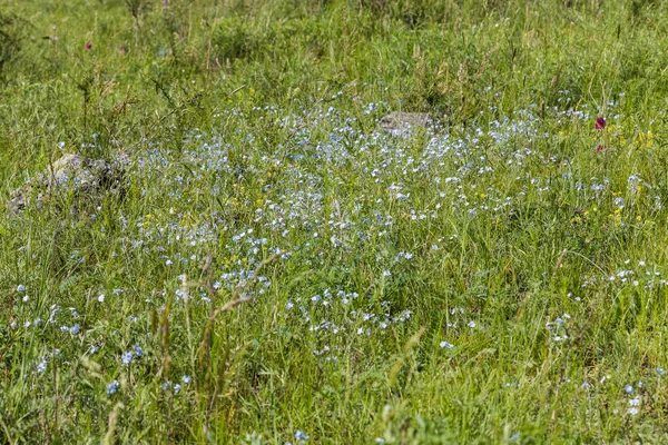 小さな青い花が草 アルタイ ロシア間でフィールド — ストック写真