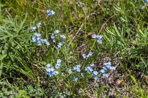 小さな青い花が草 アルタイ ロシア間でフィールド — ストック写真