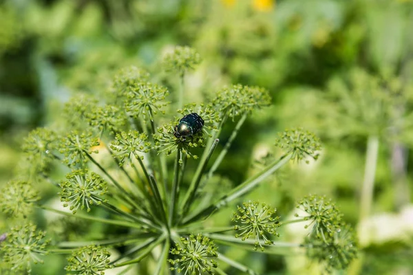 the shiny beetle sits on the umbrella of the hogweed , Altai, Russia