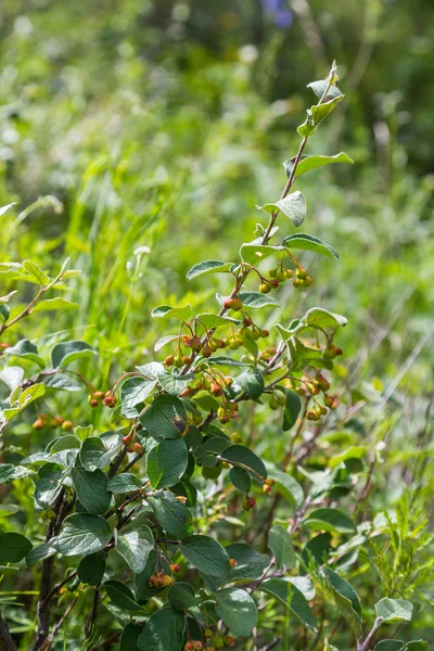 çilek, altay, Rusya olgunlaşma ile bir çalı Şubesi