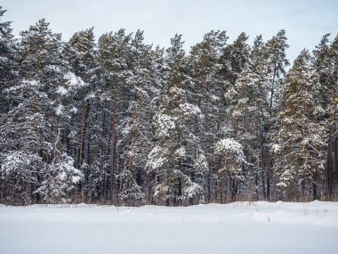 Kış orman sonra yoğun kar yağışı, Novosibirsk, Rusya Federasyonu