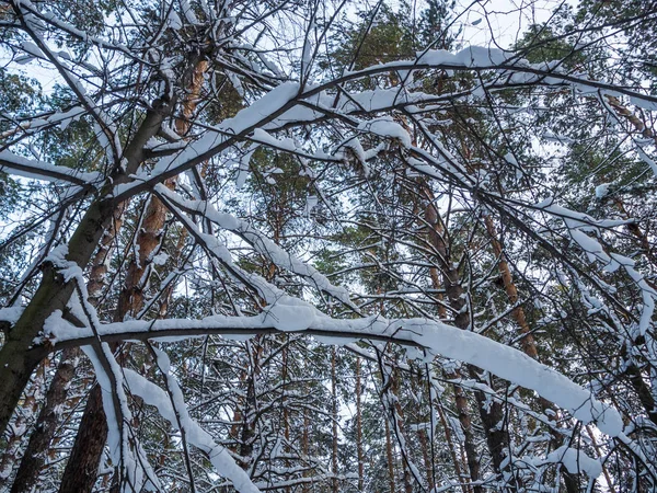 Zima Las Obfitych Opadów Śniegu Nowosybirsk Rosja — Zdjęcie stockowe