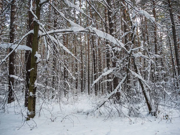 Zima Las Obfitych Opadów Śniegu Nowosybirsk Rosja — Zdjęcie stockowe