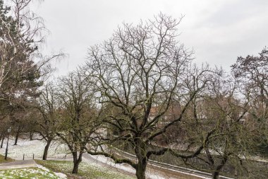 Yeşil yosun ağaçların üst City, Prague, Çek Cumhuriyeti