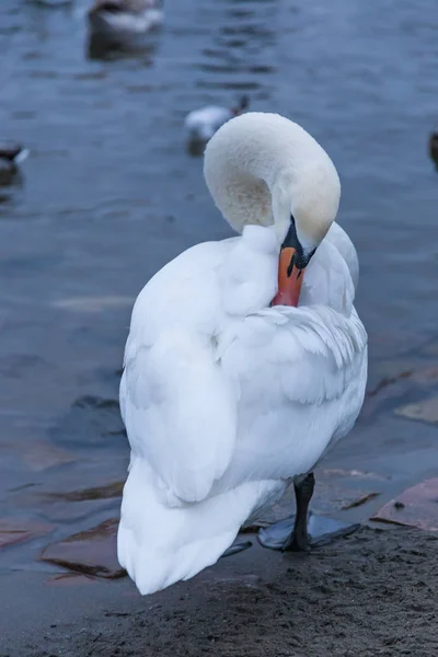White Swan Vltava Fégue Чехия — стоковое фото