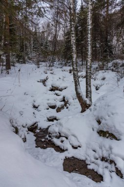 Güzel sihirli kış orman Noel arifesinde, altay, Rusya Federasyonu