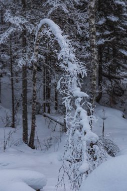 Güzel sihirli kış orman Noel arifesinde, altay, Rusya Federasyonu