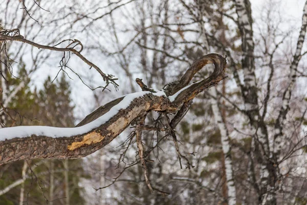 Curve Branch Tree Belokurikha Altai Russia — Stock Photo, Image