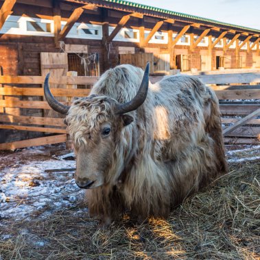 Vahşi altay yak (Bos mutus), altay, Rusya Federasyonu