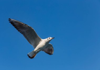 Istanbul, Türkiye'de gökyüzüne karşı büyük bir deniz martı soars