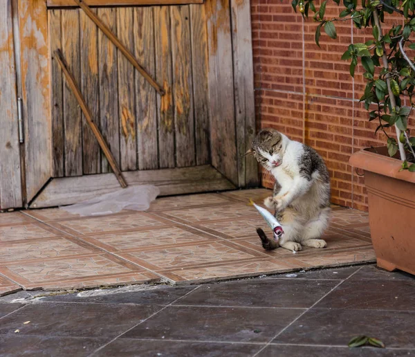 Cat Brinca Com Peixes Antes Comê Istambul Turquia — Fotografia de Stock