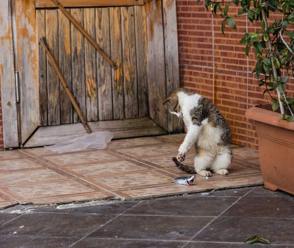 Cat plays with fish before eating it Istanbul, Turkey