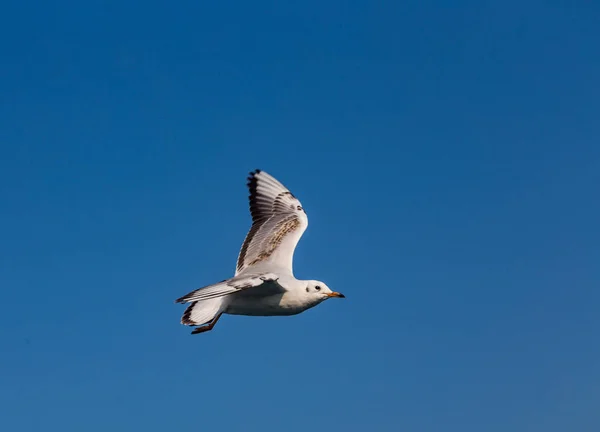 Uma Grande Gaivota Mar Voa Contra Céu Istambul Turquia — Fotografia de Stock