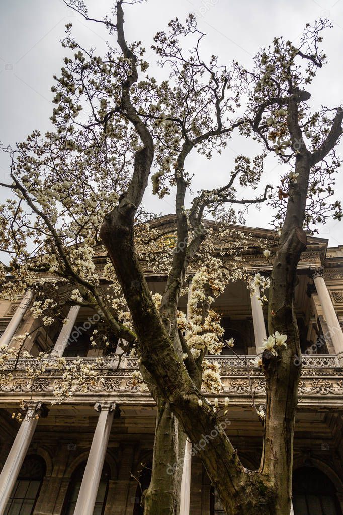 Blooming tree in the garden in front of the Dolmabahce Palace  in Istanbul, Turkey