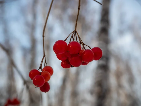 Zářivě Červený Jeřáb Zimě Zasněžené Lese Rusku — Stock fotografie