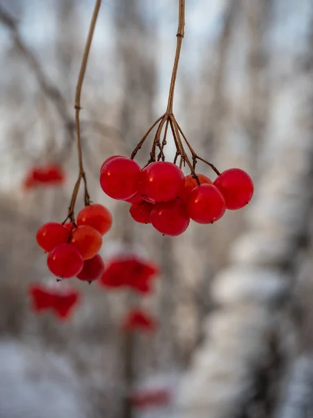 Lyserød Rowan Snødekte Vinterskoger Russland – stockfoto