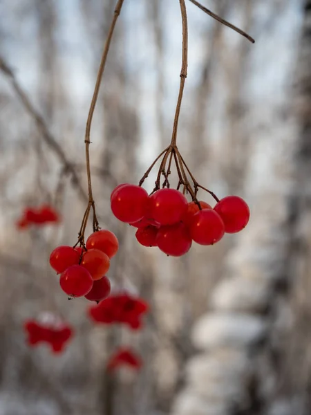 Rowan Vermelho Brilhante Floresta Nevada Inverno Rússia — Fotografia de Stock