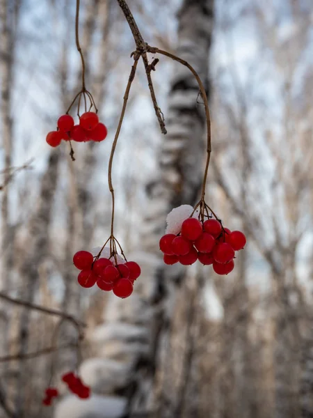 Lyserød Rowan Snødekte Vinterskoger Russland – stockfoto