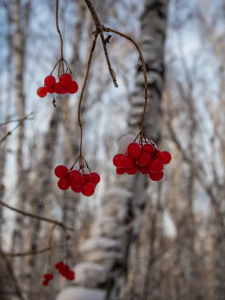 Φωτεινό Κόκκινο Rowan Στο Χειμώνα Χιονισμένο Δάσος Στη Ρωσία — Φωτογραφία Αρχείου