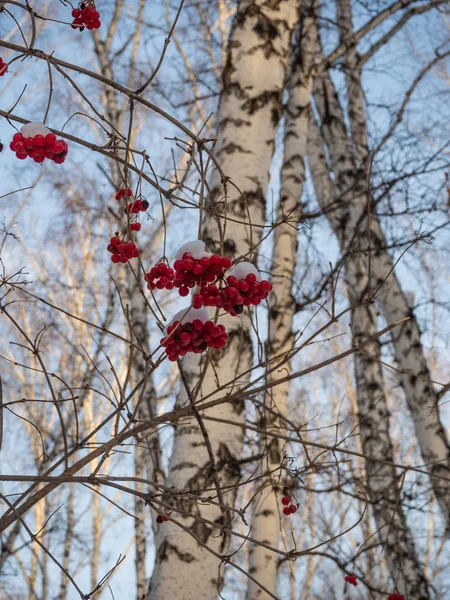 Leuchtend Rote Eberesche Schneebedeckten Wald Russland — Stockfoto