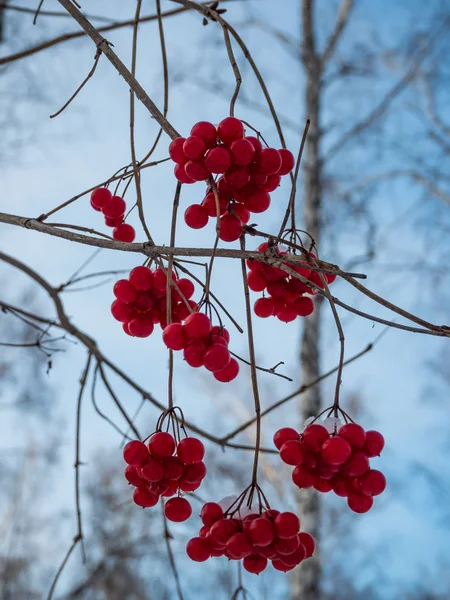 Rowan Roșu Strălucitor Pădurea Înzăpezită Iarnă Din Rusia — Fotografie, imagine de stoc
