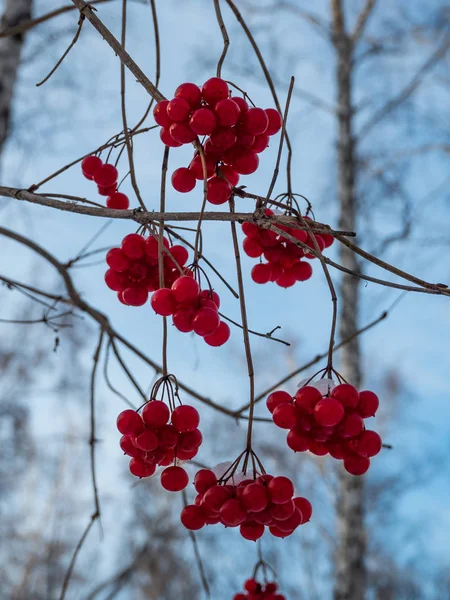 Rowan Roșu Strălucitor Pădurea Înzăpezită Iarnă Din Rusia — Fotografie, imagine de stoc