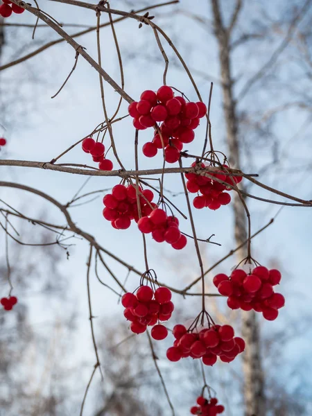 Rowan Roșu Strălucitor Pădurea Înzăpezită Iarnă Din Rusia — Fotografie, imagine de stoc