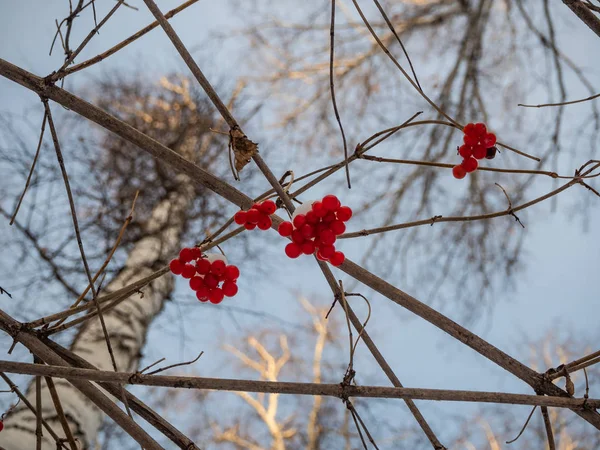 Φωτεινό Κόκκινο Rowan Στο Χειμώνα Χιονισμένο Δάσος Στη Ρωσία — Φωτογραφία Αρχείου