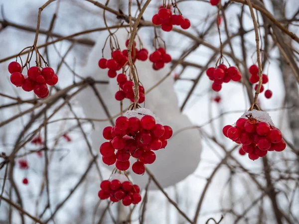 Rowan Vermelho Brilhante Floresta Nevada Inverno Rússia — Fotografia de Stock