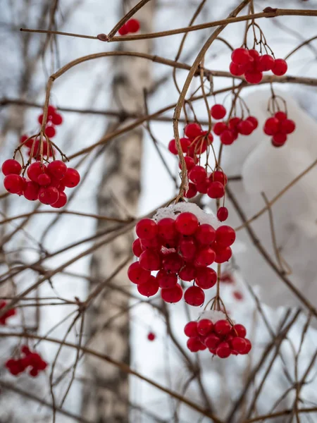 Rowan Vermelho Brilhante Floresta Nevada Inverno Rússia — Fotografia de Stock