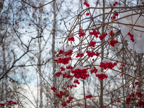 Φωτεινό Κόκκινο Rowan Στο Χειμώνα Χιονισμένο Δάσος Στη Ρωσία — Φωτογραφία Αρχείου