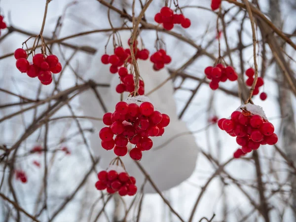 Ljusa Röda Rönnen Vinter Snöiga Skogen Ryssland — Stockfoto