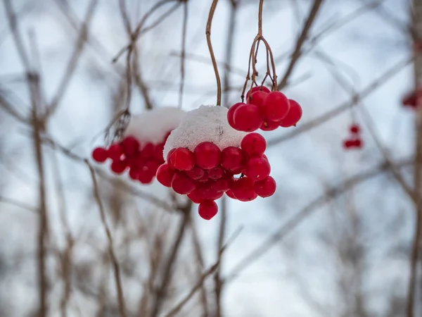 明亮的红色罗万在冬天的雪森林在俄国 — 图库照片