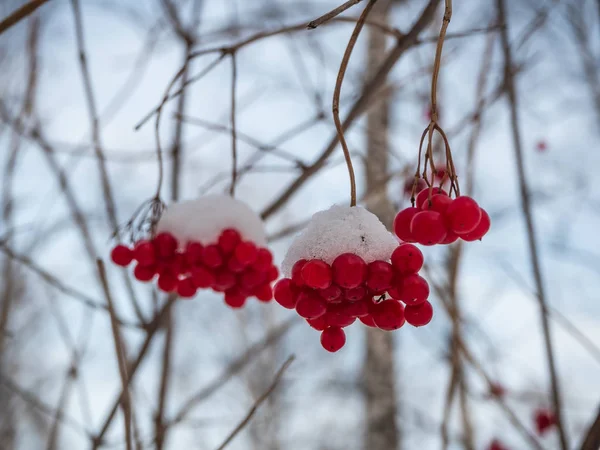 Leuchtend Rote Eberesche Schneebedeckten Wald Russland — Stockfoto