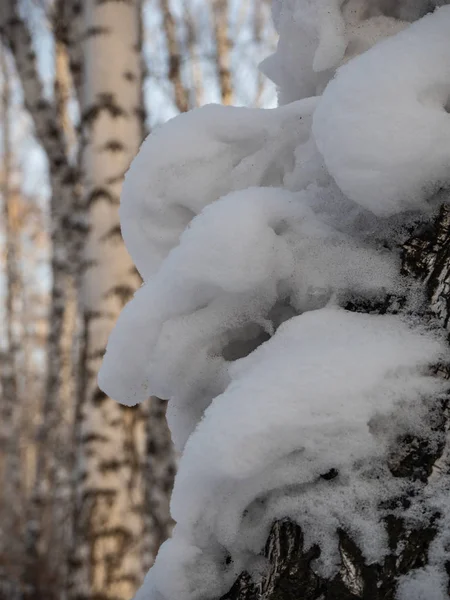 Aparições Estranhas Neve Uma Floresta Inverno Bétula Rússia — Fotografia de Stock