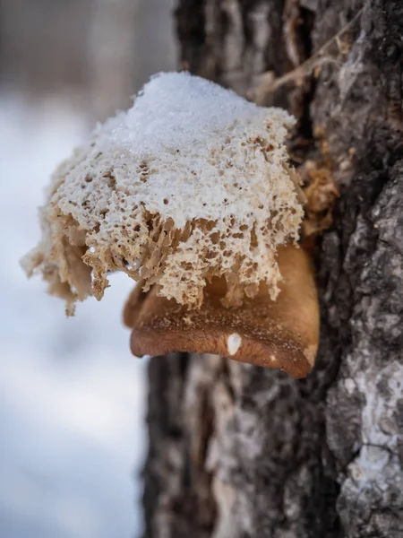 Pitoresco Parasita Cogumelos Tronco Bétula Floresta Inverno — Fotografia de Stock