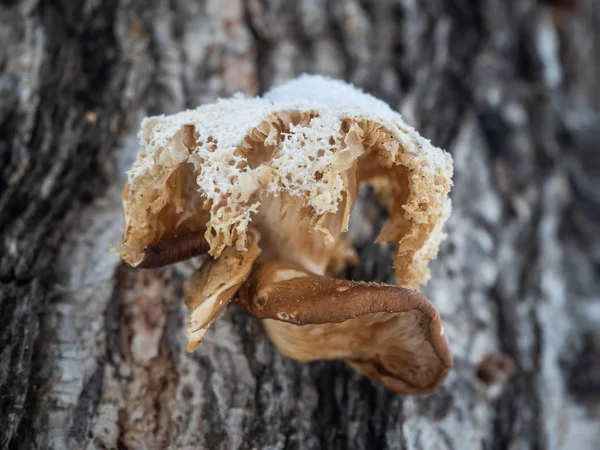 Champignon Parasite Pittoresque Sur Tronc Bouleau Dans Forêt Hiver — Photo