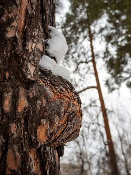 Tułowia Korona Sosny Śnieżna Zima Las Rosji — Zdjęcie stockowe