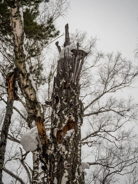 Belos Esboços Floresta Inverno Coberta Neve Rússia — Fotografia de Stock