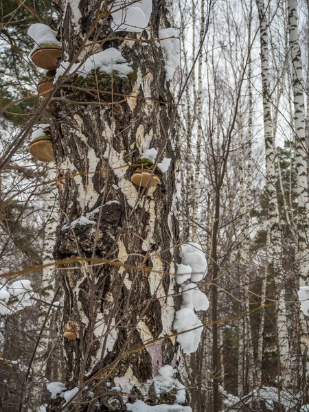 Underlig Visningar Björk Trädstam Från Snötäckt Vintern Skog Ryssland — Stockfoto