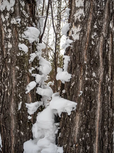 Szkice Piękne Zimowe Zaśnieżone Lasu Rosji — Zdjęcie stockowe